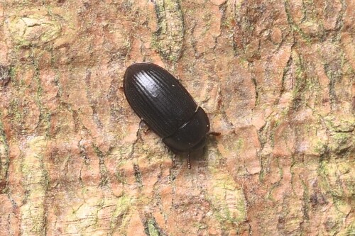 Alphitobius laevigatus observed 2026-08-13