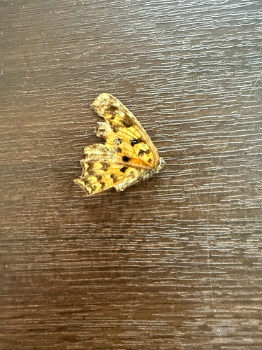 Asian Comma