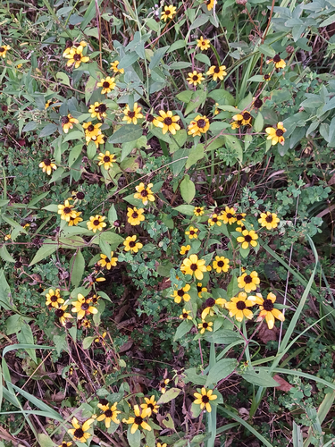 brown-eyed Susan