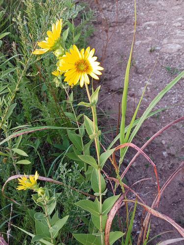 prairie rosinweed