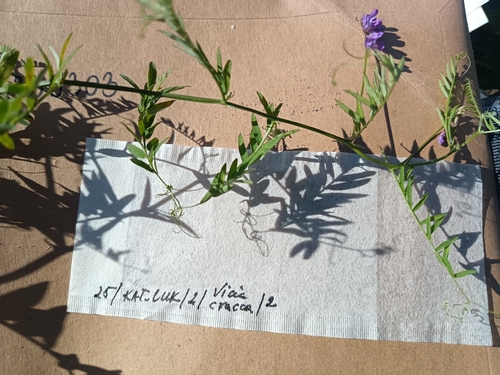 tufted vetch