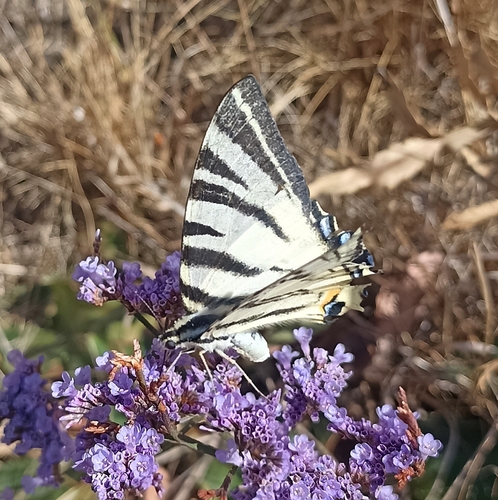 Scarce Swallowtail