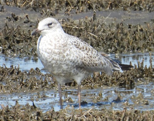 Ring-billed Gull