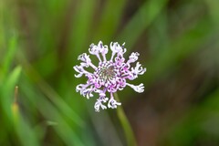 Marshallia graminifolia, photograph (c) Brandon Johnson, some rights reserved (CC BY)