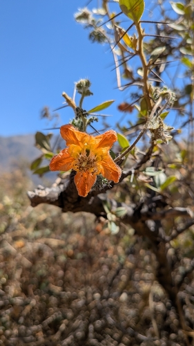 Caiophora cirsiifolia, photograph 3