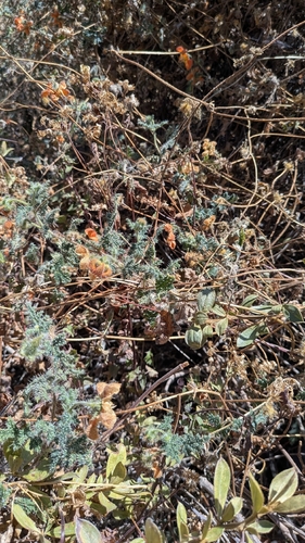 Caiophora cirsiifolia, photograph 4