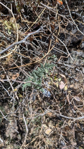 Caiophora cirsiifolia, photograph 5