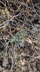 (c) Thibaud Aronson, some rights reserved (CC BY-SA) Caiophora cirsiifolia, photograph (c) Thibaud Aronson, some rights reserved (CC BY-SA)