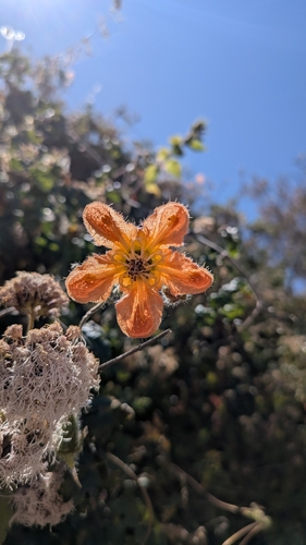 Caiophora cirsiifolia, photograph 6