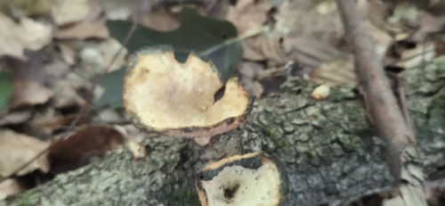 Elegant Polypore