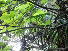 Terpsiphone bourbonnensis