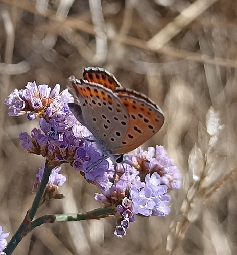 Lesser Fiery Copper
