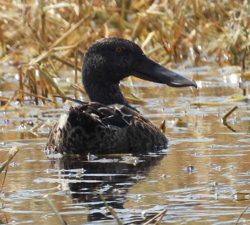 Northern Shoveler