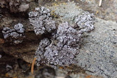 Dermatocarpon leptophyllodes