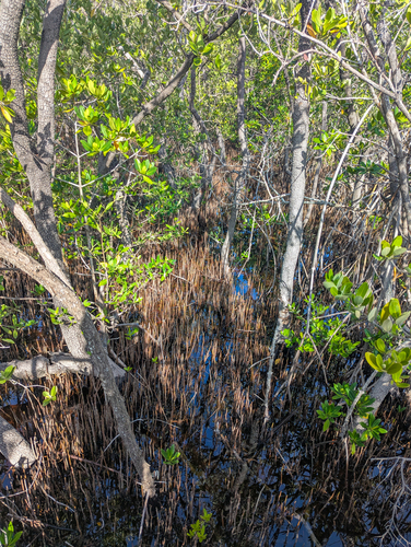 Avicennia germinans