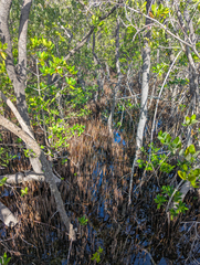 Avicennia germinans