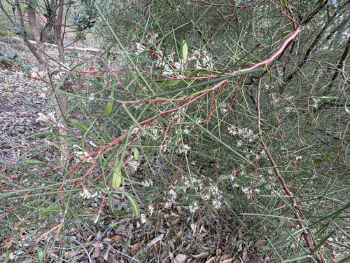 Hakea trifurcata, photograph 2