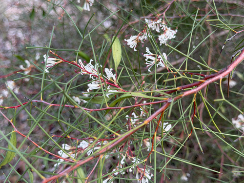 Hakea trifurcata