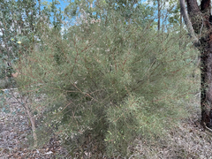Hakea trifurcata, photograph (c) smathichong, some rights reserved (CC BY)