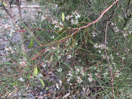 Hakea trifurcata, photograph 1
