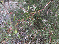 Hakea trifurcata, photograph (c) smathichong, some rights reserved (CC BY)