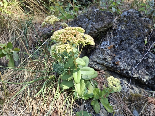 Great Stonecrop