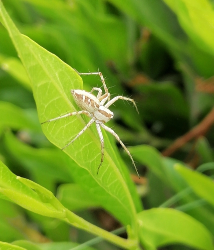 Oxyopes globifer