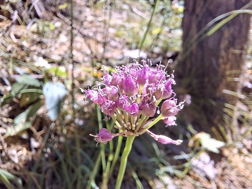 German Garlic
