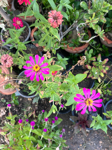 Elegant Zinnia