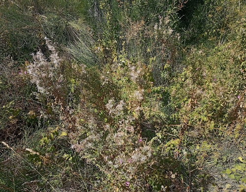 Great Willowherb