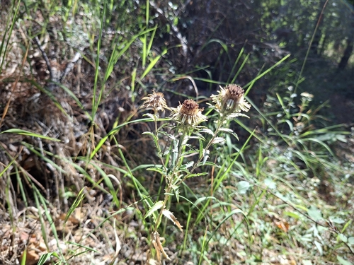 Carline Thistle
