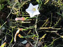 Convolvulus bidentatus
