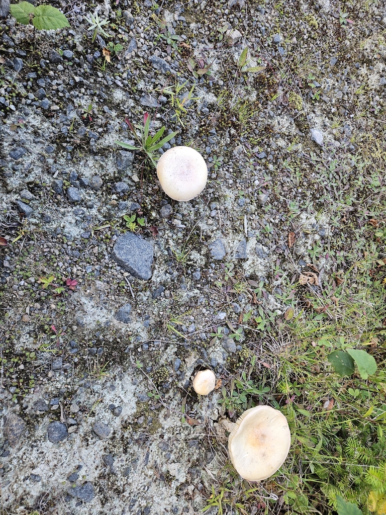 Salmon Amanita · August 2026 · photo: Photo: no rights reserved · iNaturalist