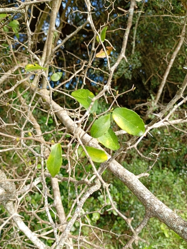 Desert Hackberry