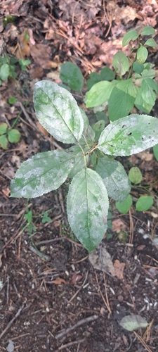 Erysiphe friesii observed 2026-08-30