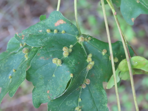 solitary maple leaf gall mite, Landgoed Schoonenburgh, photo 10 of 10