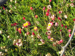 Achyranthemum affine