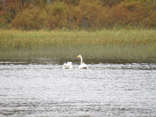 Whooper Swan