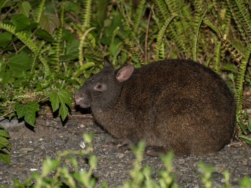 アマミノクロウサギ