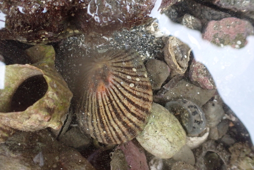 Cellana nigrolineata observed 2026-08-30