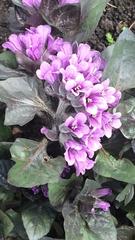 Physochlaina physaloides