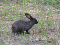 Lepus coreanus