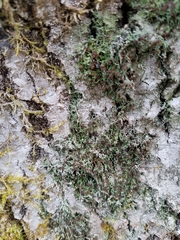 Bilimbia sabuletorum