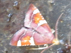 Pyralis cardinalis
