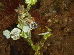 Hypselodoris roo