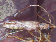 Leptoxenus ibidiiformis