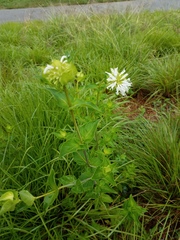 Monarda lindheimeri