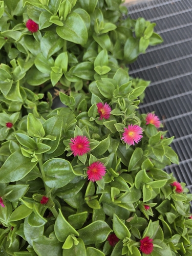 heart-leaf ice plant