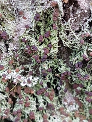 Bilimbia sabuletorum