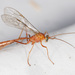 Orange Caterpillar Parasitoid Wasp - Photo (c) Keith Martin-Smith, some rights reserved (CC BY-NC-ND), uploaded by Keith Martin-Smith